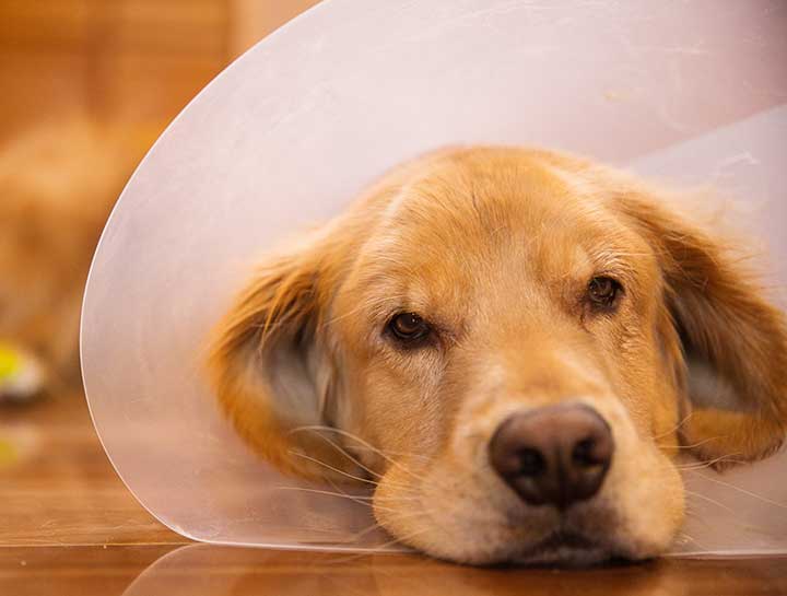 Dog throwing up hot sale week after surgery