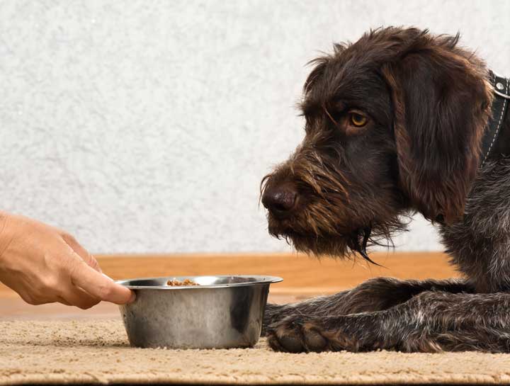 Hamburger and rice for sick outlet dog