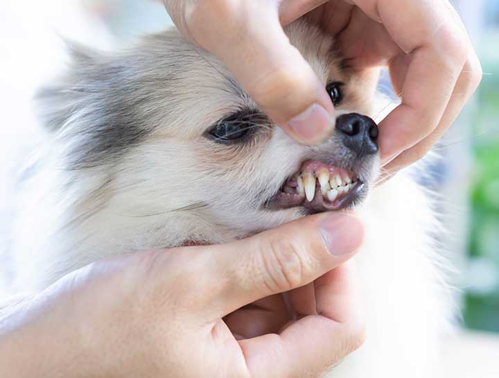 Gastonia Pet Dentist